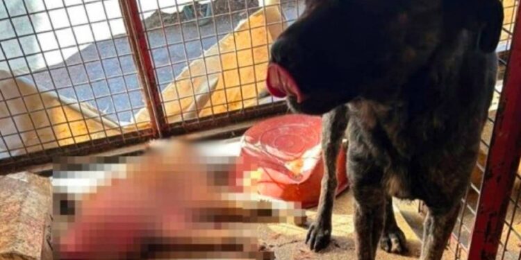 Bizim vergilerimizle o hayvanlara bakmak zorundasın