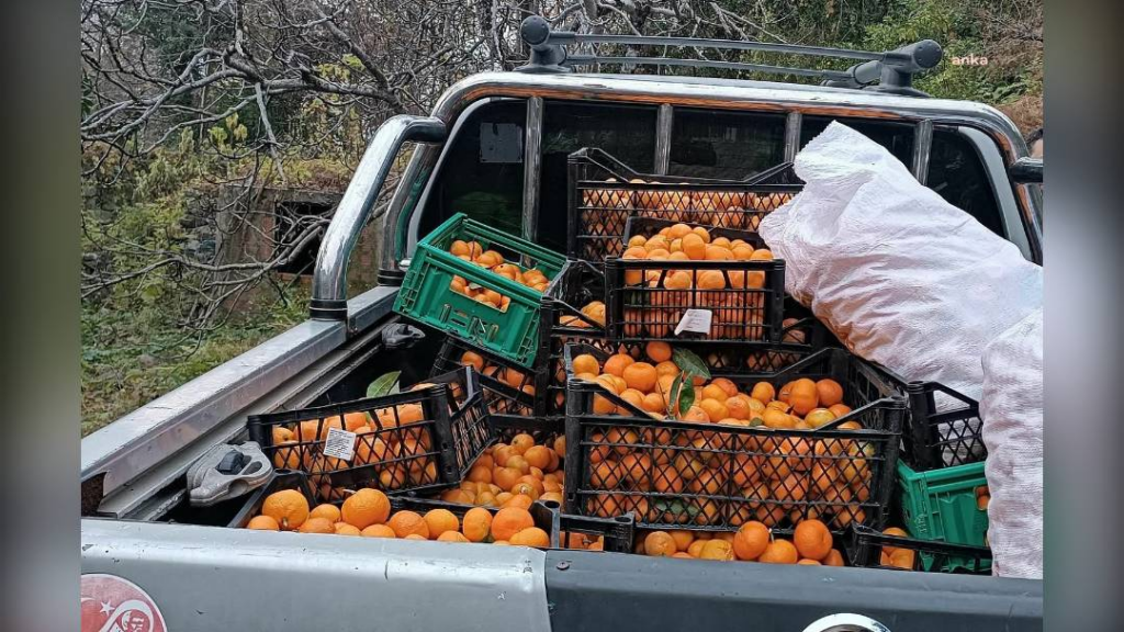 Borçka Belediyesi, 300 kilo mandalinayı okullara dağıtacak