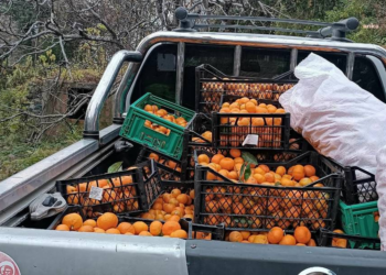 Borçka Belediyesi, 300 kilo mandalinayı okullara dağıtacak