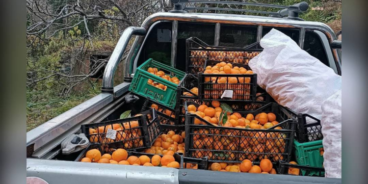 Borçka Belediyesi, 300 kilo mandalinayı okullara dağıtacak
