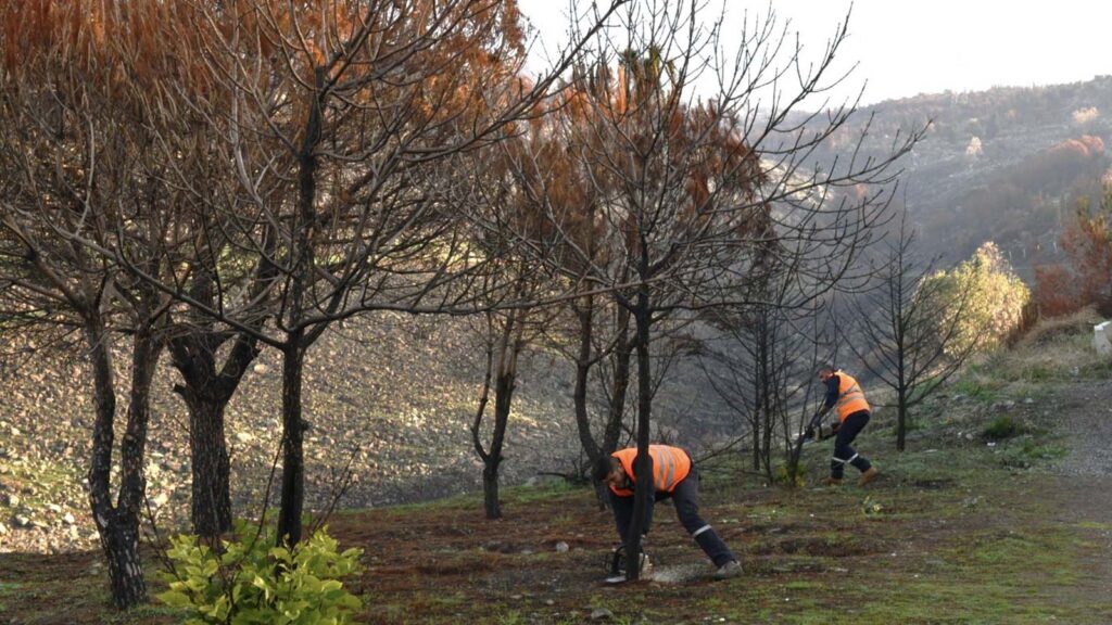 Çiğli Belediyesi orman yangınının izlerini silmek için seferber oldu