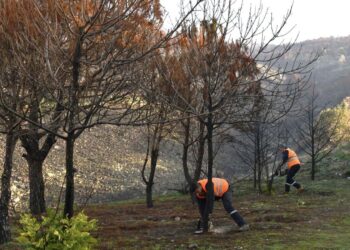 Çiğli Belediyesi orman yangınının izlerini silmek için seferber oldu