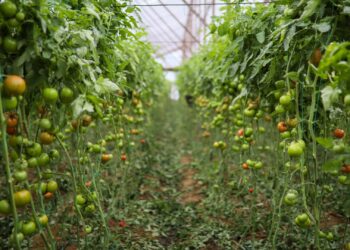 Domatesin fiyatı seradan markete yüzde 175 artıyor