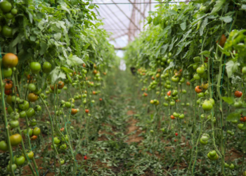 Domatesin fiyatı seradan markete yüzde 175 artıyor!