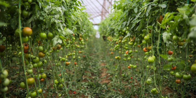 Domatesin fiyatı seradan markete yüzde 175 artıyor