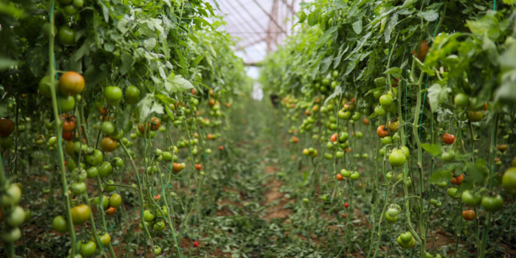 Domatesin fiyatı seradan markete yüzde 175 artıyor!
