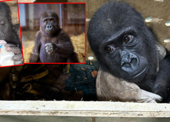 Havalimanında Yakalanmıştı! Bakanlıktan Goril Yavrusu Paylaşımı