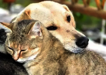 Hayvanların Korunması Hakkında Yönetmelik Resmi Gazete'de