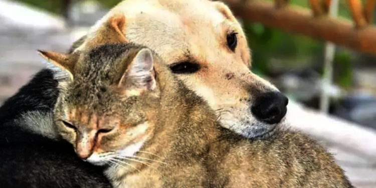 Hayvanların Korunması Hakkında Yönetmelik Resmi Gazete'de