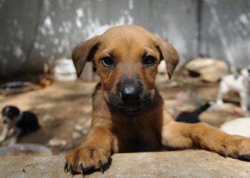 Hayvanların kanı bu yönetmeliği hazırlayanların ve onaylayanların eline bulaşmıştır