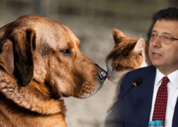 İmamoğlu'ndan Sokak Hayvanları İçin Çağrı