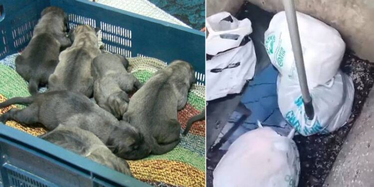 İstanbul'da ağzı bağlı poşette 4’ü ölü 11 yavru köpek bulundu