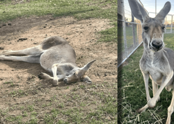 Kanguru Yaşadığı Evden Kaçtı