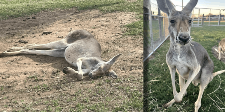 Kanguru Yaşadığı Evden Kaçtı