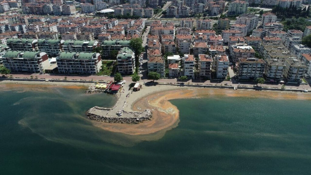 Örümcek Ağı Gibi Marmara'yı Sardı! Herkes Bitti Sanıyordu 3 Yıl Sonra Dirildi, Bu Kez Çok Farklı...