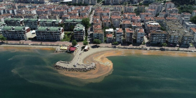 Örümcek Ağı Gibi Marmara'yı Sardı! Herkes Bitti Sanıyordu 3 Yıl Sonra Dirildi, Bu Kez Çok Farklı...