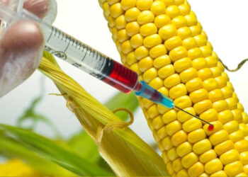 Sahte Rapor Düzenleyip Ülkeye GDO'lu Ürün Soktular