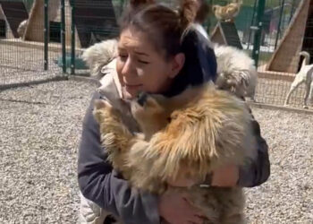 Sokak hayvanları derneğinde 20 milyon liralık vurgun iddiası: Dernek Başkanı ve 7 kişi gözaltına alındı