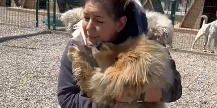 Sokak hayvanları derneğinde 20 milyon liralık vurgun iddiası: Dernek Başkanı ve 7 kişi gözaltına alındı