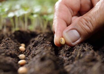 Türk tohumculuğu dünyada marka haline dönüşecek
