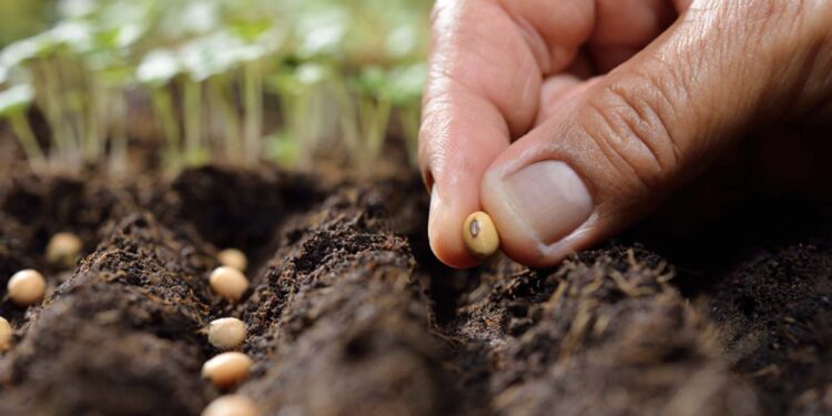 Türk tohumculuğu dünyada marka haline dönüşecek