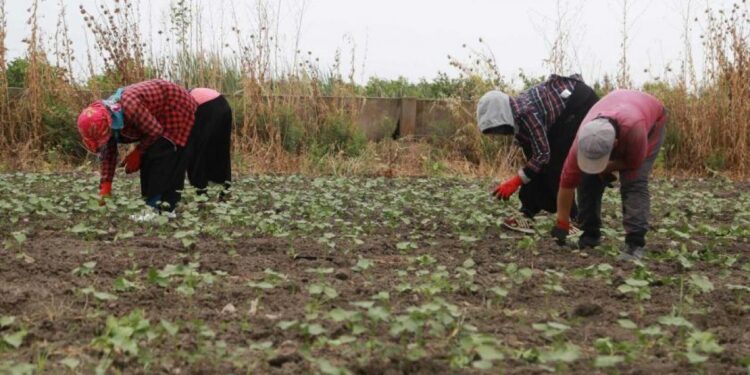 Tarım işçisi yevmiyeleri belli oldu