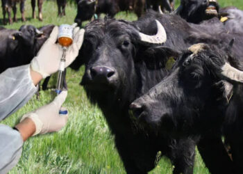 35 Yıl Sonra İlk Kez Görüldü, O Ülke Alarma Geçti: 'Yayılırsa Felaket Olacak'