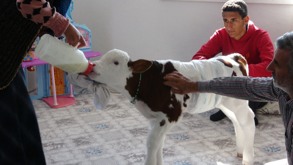 Aile Seferber Oldu! Erken Doğan Buzağıya Çocukları Gibi Bakıyorlar