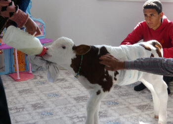 Aile Seferber Oldu! Erken Doğan Buzağıya Çocukları Gibi Bakıyorlar
