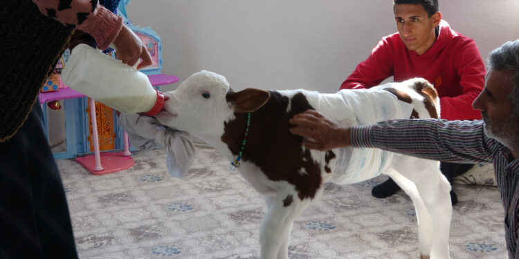 Aile Seferber Oldu! Erken Doğan Buzağıya Çocukları Gibi Bakıyorlar