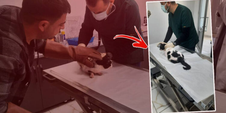 Batman’da Kediye Kan Donduran İşkence, Videoya Çekti, Sosyal Medyada Paylaştı