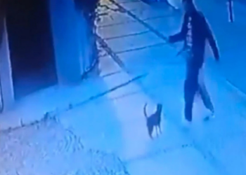 Beşiktaş’ta kediyi tekme atarak yaralayan şüpheliye ev hapsi cezası