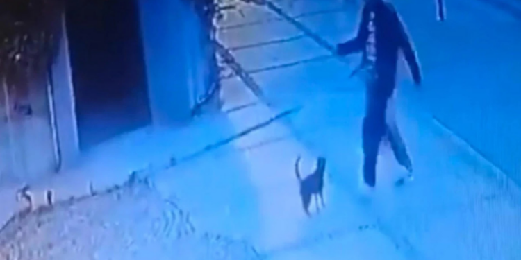 Beşiktaş’ta kediyi tekme atarak yaralayan şüpheliye ev hapsi cezası