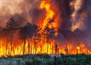 CHP'li Erhan Adem'den Orman Muhafaza Personelinin Erken Emekli Edilmesine Tepki