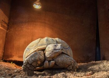 Doğal Yaşam Parkı'nın en yaşlı sakini kaplumbağa "Sabi"ye özel ilgi