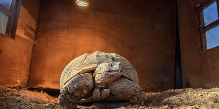 Doğal Yaşam Parkı'nın en yaşlı sakini kaplumbağa "Sabi"ye özel ilgi