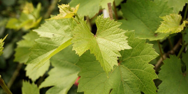 Gıda Skandalı Danimarka'ya Sıçradı! Türkiye'den Alınan Üzüm Yapraklarında 'Pestisit' Tehlikesi
