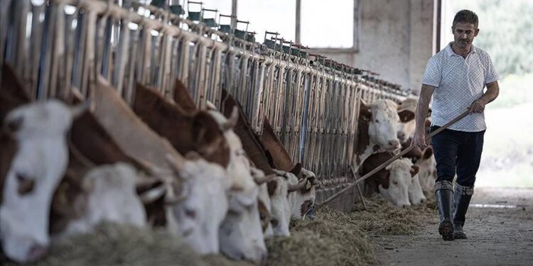 Hayvancılıkta büyük çıkmaz; üretim maliyetleri ve ithalat rakamları rekor seviyede