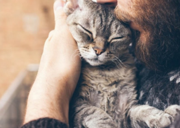 Kediyi parke taşıyla yaralayan kişiye soruşturma başlatıldı, kedi tedaviye alındı