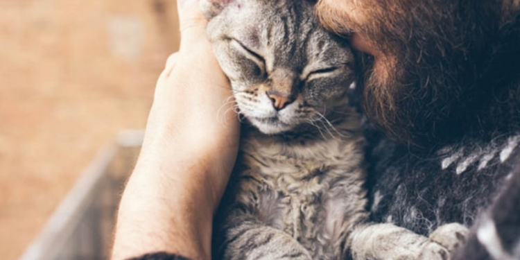 Kediyi parke taşıyla yaralayan kişiye soruşturma başlatıldı, kedi tedaviye alındı