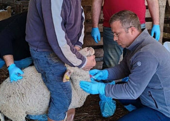 Kuzularda Ortaya Çıkan Hastalık Sonrası Alarm Verildi! 'Fark ederseniz ihbar edin'