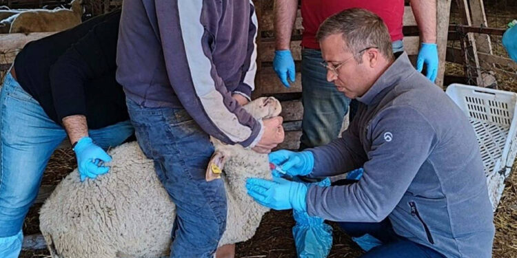 Kuzularda Ortaya Çıkan Hastalık Sonrası Alarm Verildi! 'Fark ederseniz ihbar edin'
