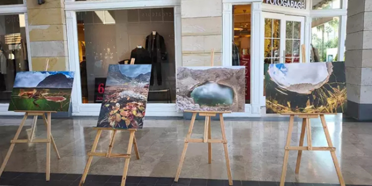 Mersin'de nesli tehlike altındaki "Toros kurbağası" sergisi