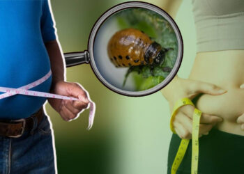 Obeziteye Sıra Dışı Çözüm, Ne İlaç Ne Diyet, Çare Bu Böcekte