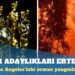 Oscar adaylıkları orman yangınları nedeniyle ertelendi