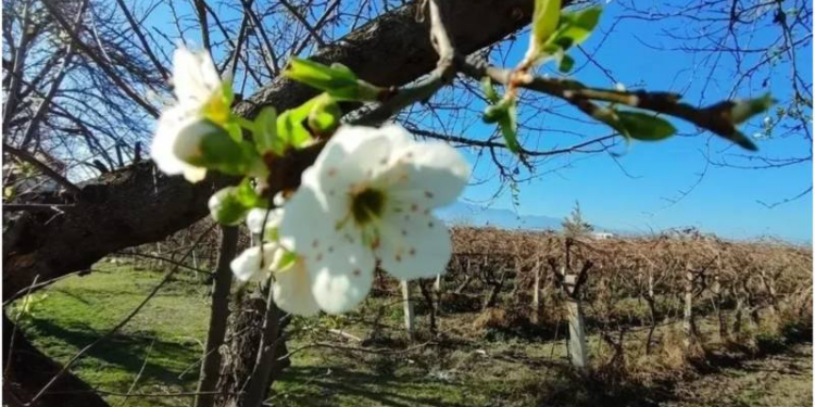 Yalancı bahar meyve üretimini tehdit ediyor; üretimde yüzde 40 düşüş bekleniyor