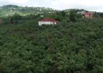 100'e yakın üreticinin fındığını alıp, ödeme yapmadan ortadan kayboldu