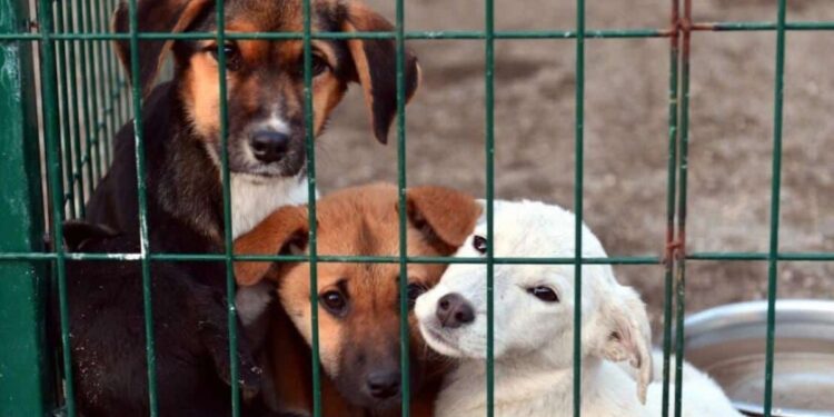 Bakanlık’tan valiliklere sokak hayvanlarına dair yazı