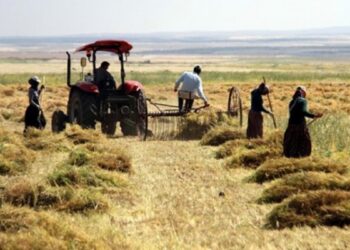 Çiftçi 2024’te zarar etti: Çiftçiye değil, şirkete destek