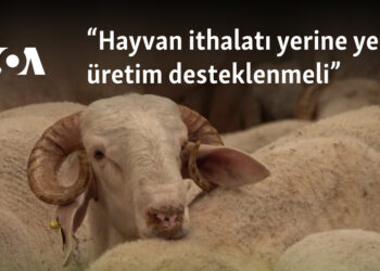 “Hayvan ithalatı yerine yerli üretim desteklenmeli”